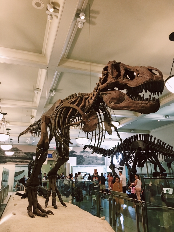 American Museum Natural History New York