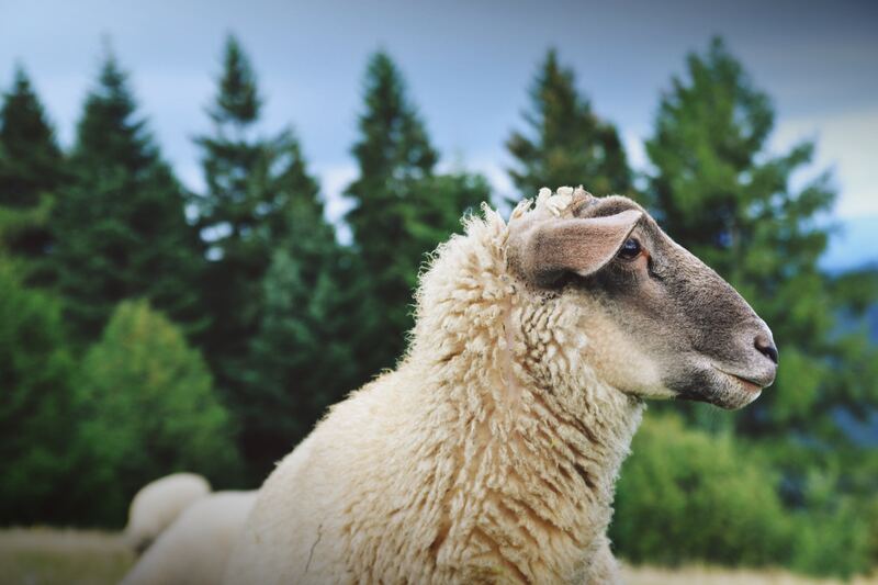 Curly sheep