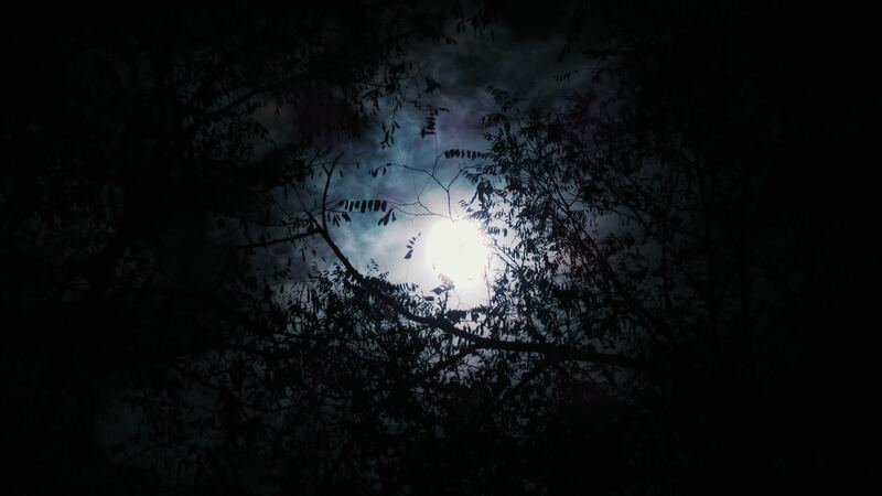 Moorsfiled Manor trees night